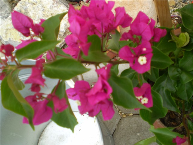 bugenvilea